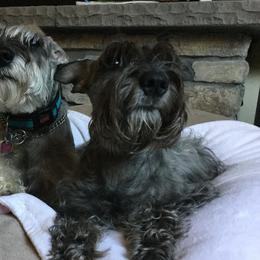 Trudy - Miniature Schnauzer