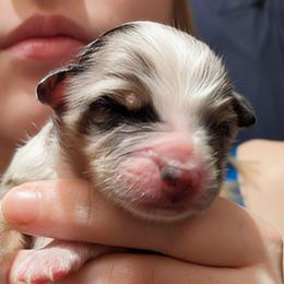 Girl 2 - Blue merle female Toy Australian Shepherd puppy in Shepherd, Texas from GAMALA Farm & Kennels