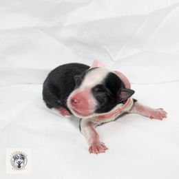 Miniature Australian Shepherd Puppies from Yarborough Kennels