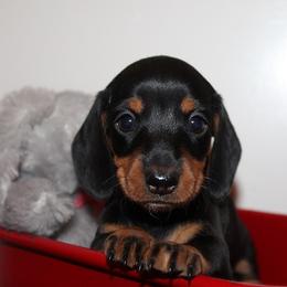 Girl 1 - Black and tan female Dachshund puppy in Craig, Colorado from Rocky Mountain Shih Tzus and Dry Creek Miniature Dachshunds