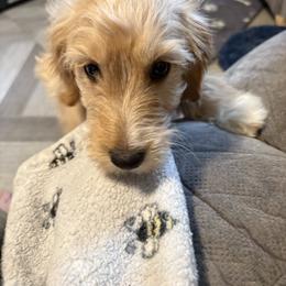 Sassafras - Red female Cavapoo puppy in Osseo, Michigan from Smiths Fluffy butts