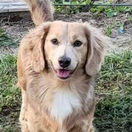 Reed - Dachshund
