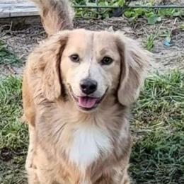 Reed - Dachshund