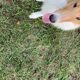 Collies from Arden Acre Collies