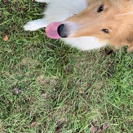 Collies from Arden Acre Collies