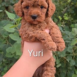 Yuri - Red male Cavapoo puppy in Blackfoot, Idaho from Rocky Desert Goldens and Cavaliers