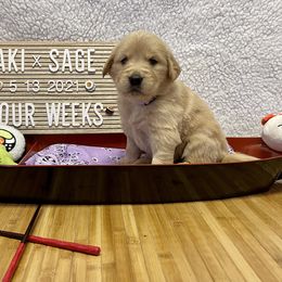 Golden Retriever Puppies from Golden Wise