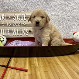 Golden Retriever Puppies from Golden Wise
