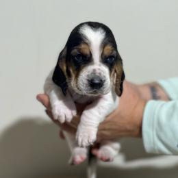 Vanilla - Black brown and white female Basset Hound puppy in Lone Jack, Missouri from Wee Little Bassets
