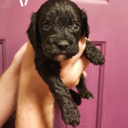 Boo - Black male Cavapoo puppy in Mooresville, North Carolina from Adelaide Cottage