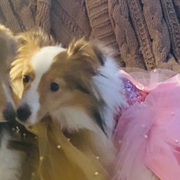 Shetland Sheepdogs from M7’s Shelties, Toonies & AussieDoodles