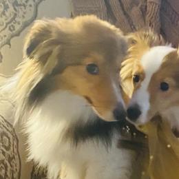 Shetland Sheepdogs from M7’s Shelties, Toonies & AussieDoodles