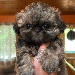 Jelly - Brindle female Shih Tzu puppy in Nekoosa, Wisconsin from Brox Acres House of Fur LLC
