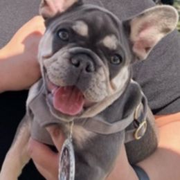 French Bulldogs from Meta Frenchies