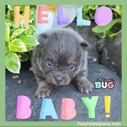 Bug - Black and tan male Pomeranian puppy in Eatonville, Washington from Foxy Forest Poms