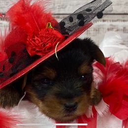 Red - Black and tan female Yorkshire Terrier puppy in Albany, Minnesota from Sandy's Yorkshire Terriers