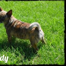 Melody - Chihuahua