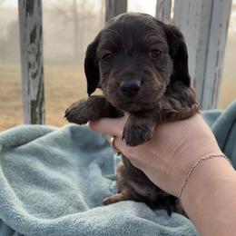 Dachshund Puppies from A Anchor Farm