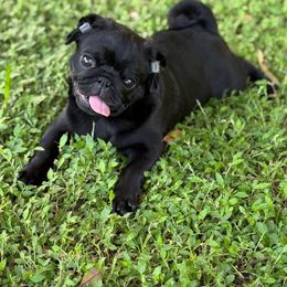 Pug Puppies from Wicked Kennel