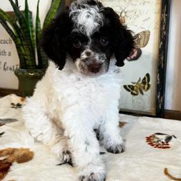 Marigold - Parti female Poodle puppy in Nixa, Missouri from Foxtrot Farm Poodles