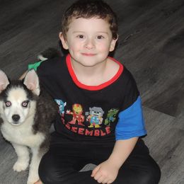 Pomsky and Siberian Husky Puppies from Beastly Beauties Huskies & Pomskies