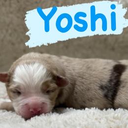 Yoshi - Red merle male Miniature Australian Shepherd puppy in South Central, Pennsylvania from Windy Hills Mini Aussies & Doodles