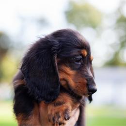 Oak - Black and tan male Dachshund puppy in Tampa, Florida from EntityDachs
