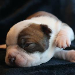 Seal and white male - Seal and white male Boston Terrier puppy in Seguin, Texas from Campos Farms