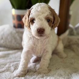 Green Boy - Brown and white male Cockapoo puppy in Fort Gibson, Oklahoma from Waggle Doodles
