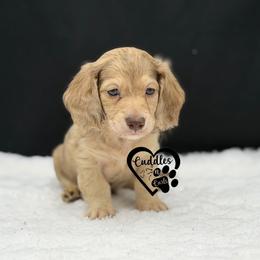 Buster - Cream male Dachshund puppy in Nashville, Arkansas from Cuddles n Curls
