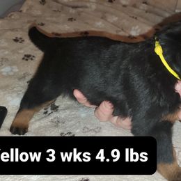 Rottweiler Puppies from vom Helligkeit