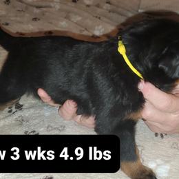 Rottweiler Puppies from vom Helligkeit