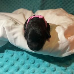 Miniature Schnauzer Puppies from S & S Miniature Schnauzer