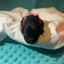 Miniature Schnauzer Puppies from S & S Miniature Schnauzer