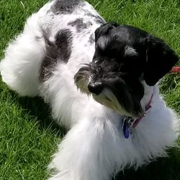 Kandi - Miniature Schnauzer