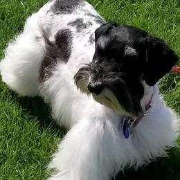 Kandi - Miniature Schnauzer