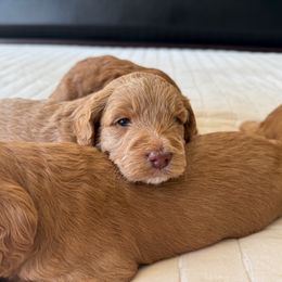 Australian Labradoodle Puppies from Peak Australian Labradoodles