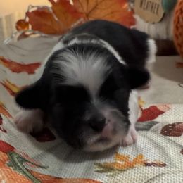 Sperry - Black and white male Shih Tzu puppy in Stafford, Virginia from Bayview Pups