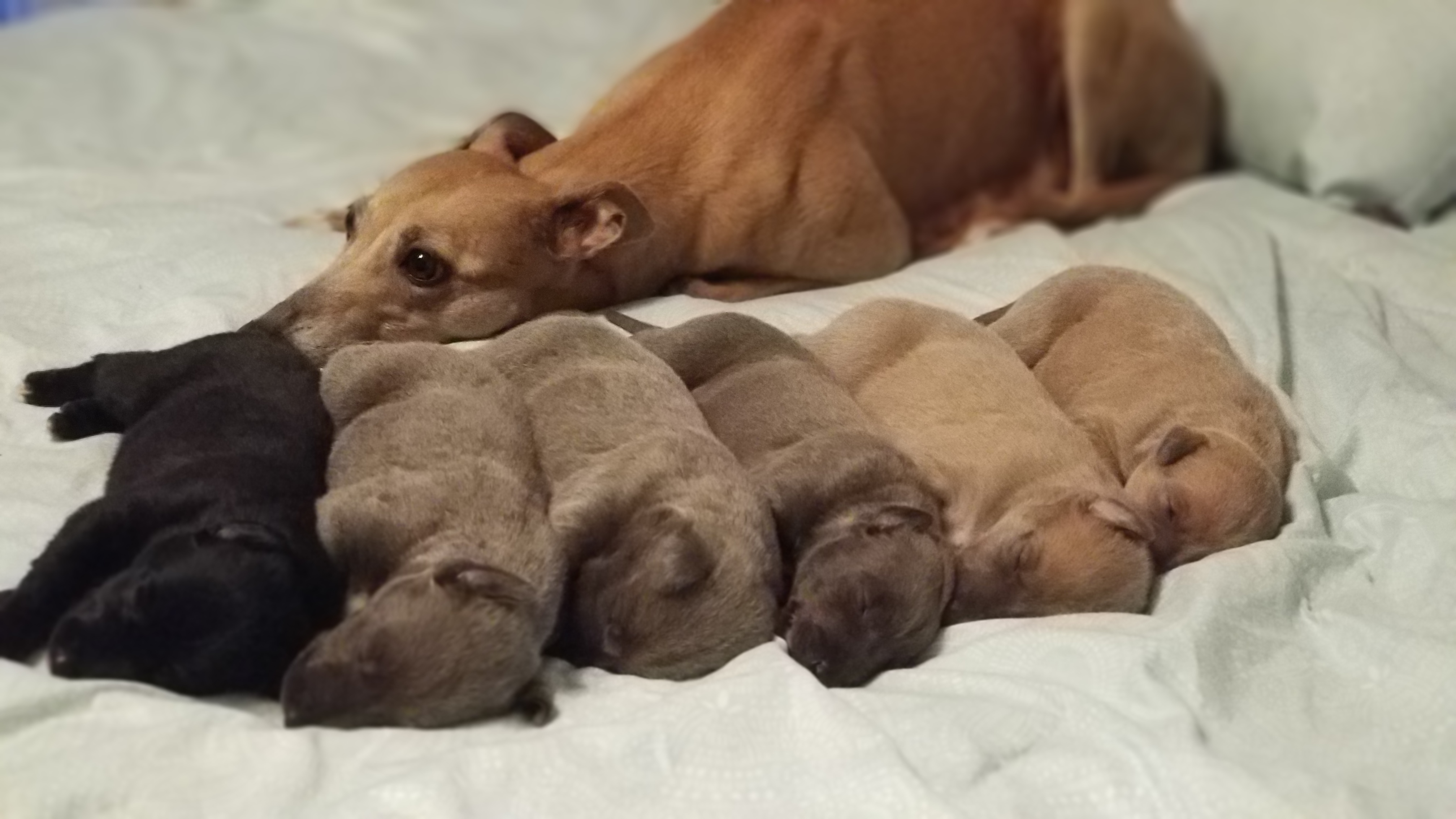 Whippet Puppies from Jamminwhippets