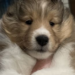 Bullmastiff and Shetland Sheepdog Puppies from RCS Kennels