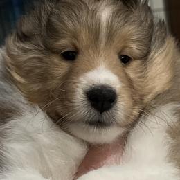 Bullmastiff and Shetland Sheepdog Puppies from RCS Kennels