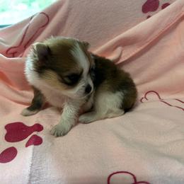 Girl 1 - Tri-colored female Pomeranian puppy in Decatur, Iowa from Lisa Greenhalgh