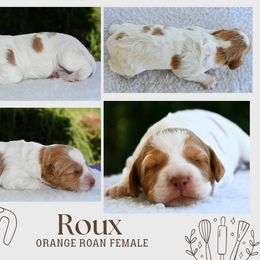 Roux - Orange roan female Brittany puppy in Hollidaysburg, Pennsylvania from Royal Flush Farms