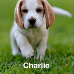 Charlie - Red and white male Beagle puppy in Palm City, Florida from VR Wanderlust Beagles