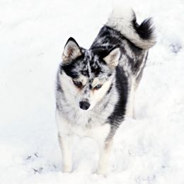 Pomskies, Shetland Sheepdogs, and Toy Shetland Sheepdogs from Mountain High Kennels