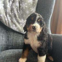 Iron - Tri-color male Bernedoodle puppy in Arabi, Georgia from Huckadoodle Farm