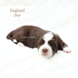 England - Chocolate male Australian Labradoodle puppy in Hurricane, Utah from Red Desert Doodles