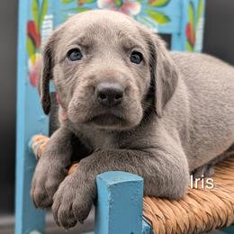 Iris - Blue female Weimaraner puppy in Evart, Michigan from Drehbar Weimaraners