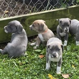 Mountain Cur Puppies from Walnut Ridge Mountain Curs