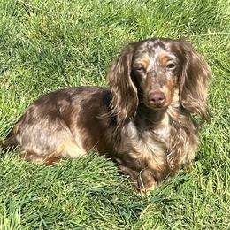 Sansa - Dachshund